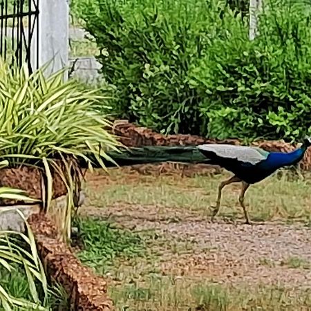 Arachiwil Green Nature Resort Puttalam Esterno foto
