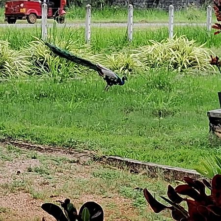 Arachiwil Green Nature Resort Puttalam Esterno foto