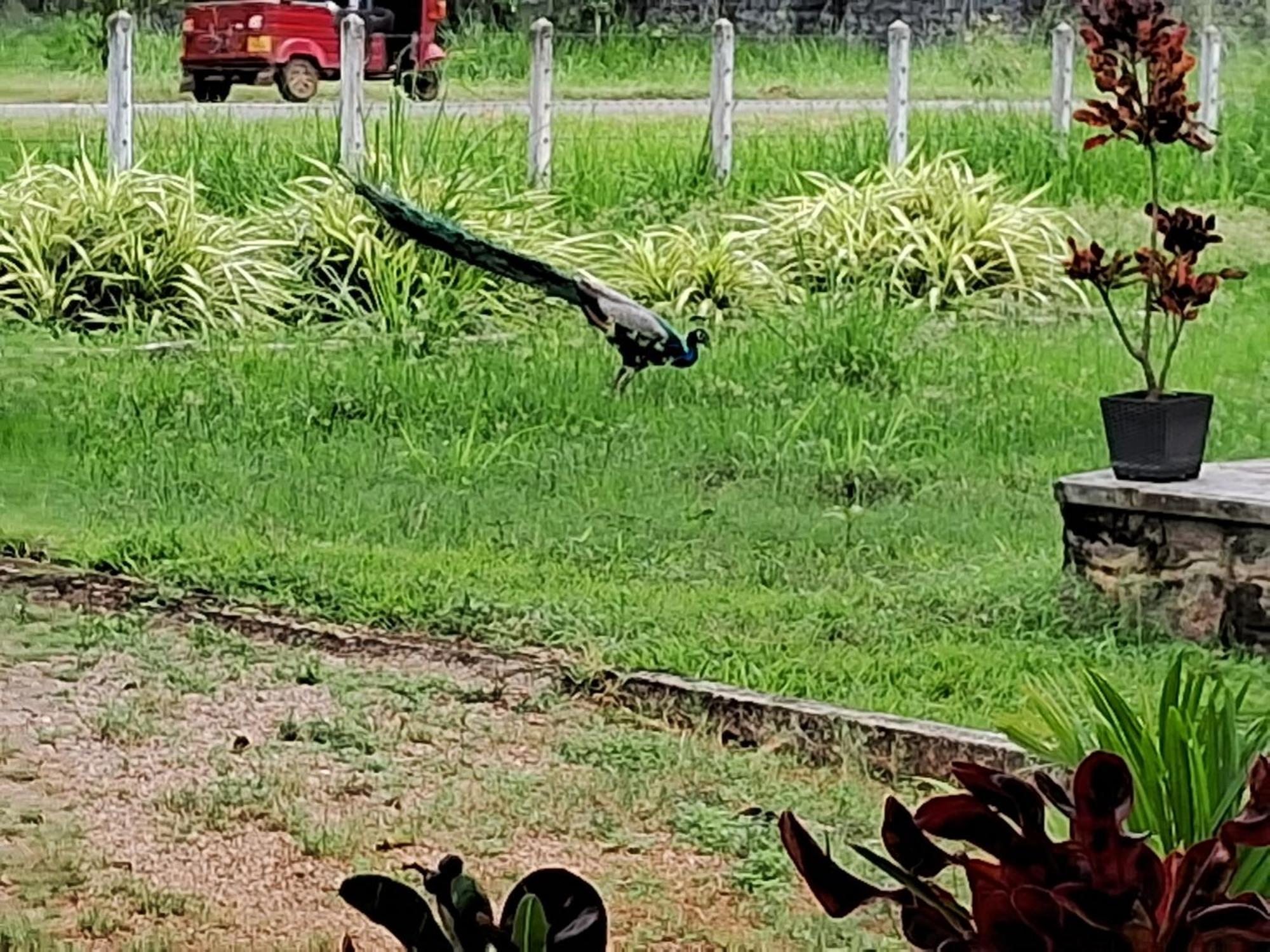 Arachiwil Green Nature Resort Puttalam Esterno foto